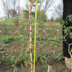 gutspark_mahndorf_blauer_adler © Stadtverwaltung Halberstadt / Pressestelle