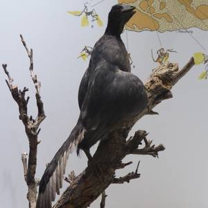 Junior-Studenten erfahren, ob die Dinosaurier wirklich ausgestorben sind © Stadt Halberstadt/Heineanum/R. Becker