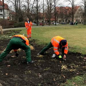 Mitarbeiter des Stadt- und Landschaftspflegebetriebes stecken Blumenzwiebeln auf dem K.-Kollwitz-Platz.