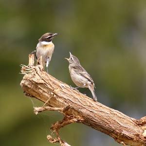 Die Vogelwelt der Kanarischen Inseln © Uwe Nielitz