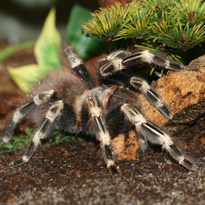 spider world 1 © PR Wagner Medienkommunikation