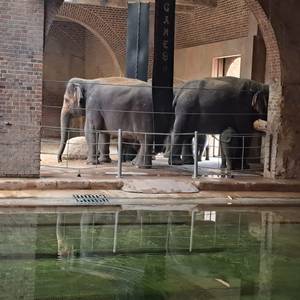 Elefanten im Zoo Leipzig - Unser Blogbeitrag im August 2023