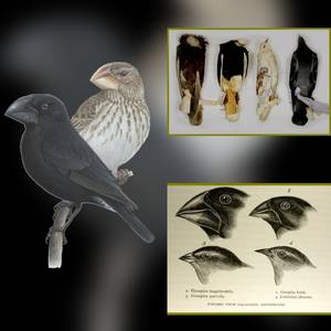 Die Einflüsse auf Charles Darwins Evolutionstheorie ©Frank Steinheimer