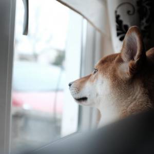 Ein Shiba Inu schaut aus dem Fenster
