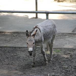 Tiergarten Halberstadt