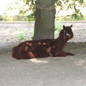 Tiergarten Halberstadt