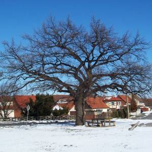 Winterliches Emersleben