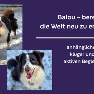 vermittlung balou hintergrund lila