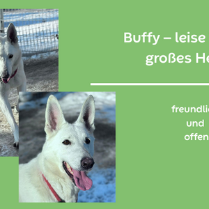 vermittlung berry hintergrund gr n 2