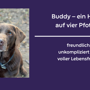 vermittlung buddy hintergrund lila