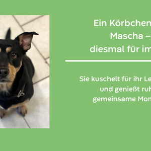 vermittlung mascha hintergrund gr n