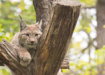 Luchs [(c): Tiergarten Halberstadt]