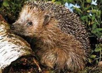 igel