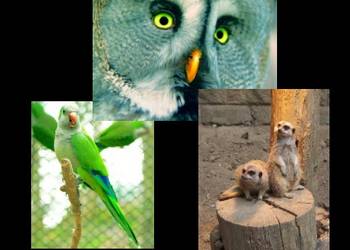 Collage_Tiergarten