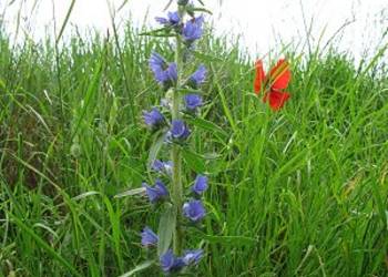 Blauer Heinrich
