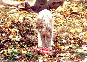 Eine der Tierarten ist der europäische Luchs, er wird seit 1978 in der zoologischen Einrichtung gezeigt. Im Halberstädter Tiergarten sind schon mehr als 25 Luchse großgezogen worden.