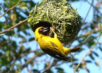 Maskenweber präsentiert sein selbstgebautes Nest. (Foto: Bernd Nicolai)