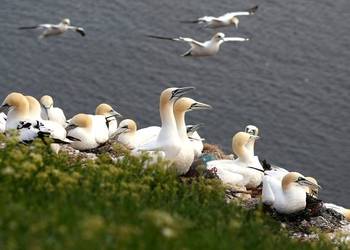 Die Basstölpel haben sich erst in den letzten 20 Jahren angesiedelt (erste Brut auf Helgoland 1991). Foto :F. Weihe