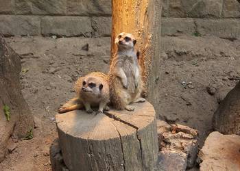 Die Erdmännchen im Tiergarten Halberstadt