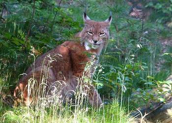 Luchs im Harz,  allerdings im Gehege