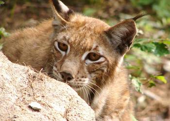 Luchs im Harz,  hier allerdings im Gehege (Foto: B. Nicolai)