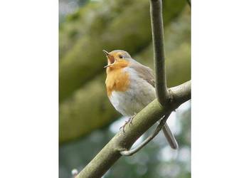 Singendes Rotkehlchen, Foto (B. Nicolai)