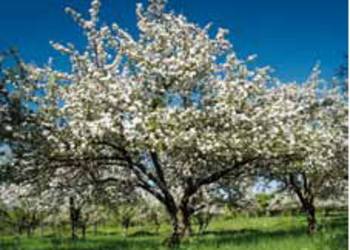 Obstblüte