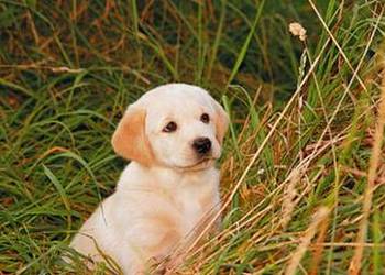 Hundewelpen