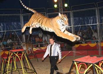 Zirkus 'Las Vegas' gastiert in Halberstadt