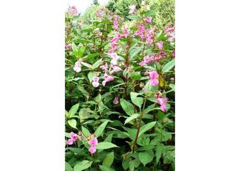 Drüsiges Springkraut (Impatiens glandulifera)  ein Gast aus dem fernen Asien  (Foto: Dr. Kison).