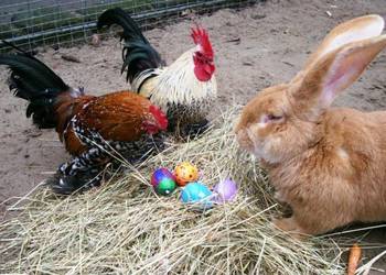 Osterstimmung im Halberstädter Tiergarten