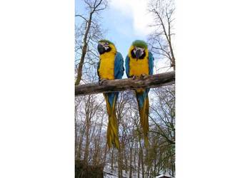 Freihaltung der Papageien im Halberstädter Tiergarten