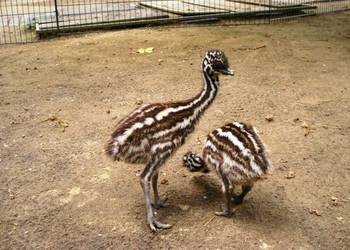 Der Emujunge - Philipp - durchstreift sein Gehege im Halberstädter Tiergarten.