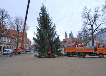 Und da steht er - der Weihnachtsbaum auf dem Domplatz von Halberstadt