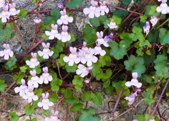 Das Mauer-Zimbelkraut (Cymbalaria muralis) | Foto: Dr. Kison