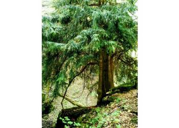 Alte Eibe aus dem Köstenbachtal im Harz (Gottfried Bürger)