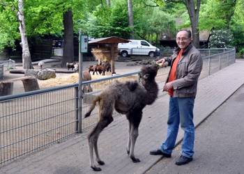 Das ist Kamel LAILA', das erste Trampeltierfohlen im Halberstädter Tiergarten. Immer an ihrer Seite, Ziehpapa Michael Bussenius.