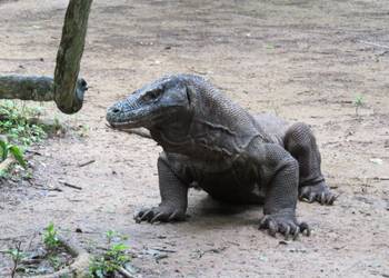 Porträt eines Komodowarans (D. Becker)
