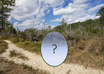 Welches Tier? ©ncwetlands.org, CC0