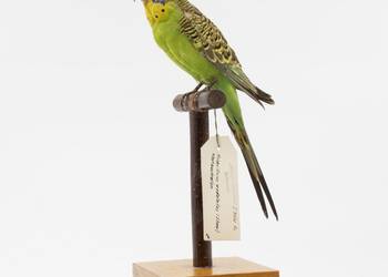 Wellensittich_Melopsittacus undulatus
