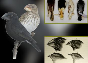 Die Einflüsse auf Charles Darwins Evolutionstheorie ©Frank Steinheimer