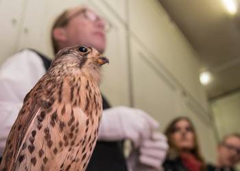 Museumsdirektor Rüdiger Becker lädt am 12. November ein, interessante Präparate im Sammlungsmagazin des Vogelkundemuseums zu besuchen ©Jan Arndt