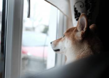 Ein Shiba Inu schaut aus dem Fenster ©Picography ; CC 0