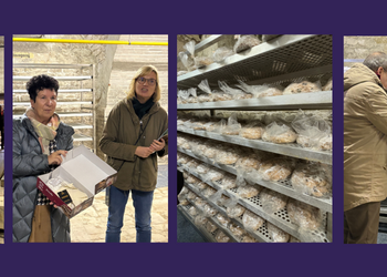 Einlagerung des Halberstädter Domstollen ©Stadt Halberstadt Einlagerung des Halberstädter Domstollen ©Stadt Halberstadt