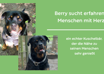 Vermittlung Berry &copy;Stadt Halberstadt, Fundtierunterkunft