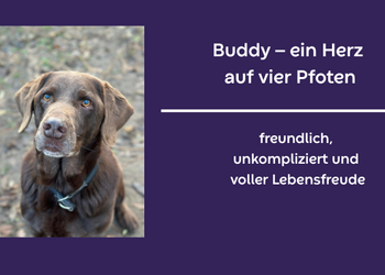 Buddy sucht ein Zuhause &copy;Stadt Halberstadt