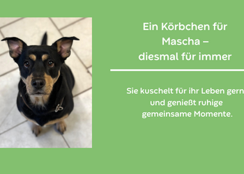 Ein Körbchen für Mascha – diesmal für immer ©Fundtierunterkunft Halberstadt Ein Körbchen für Mascha – diesmal für immer ©Fundtierunterkunft Halberstadt