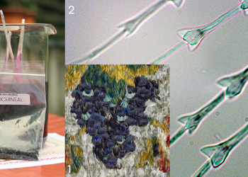 Alles so schön bunt hier – Artenvielfalt im historischen Federzimmer auf Schloss Moritzburg ©Carlo Böttger & M. Päckert Alles so schön bunt hier – Artenvielfalt im historischen Federzimmer auf Schloss Moritzburg ©Carlo Böttger & M. Päckert