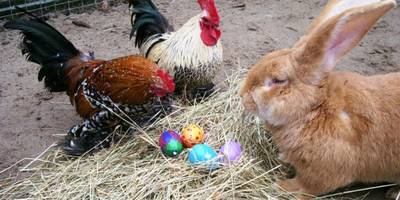 2012 hbs life tiergarten ostern