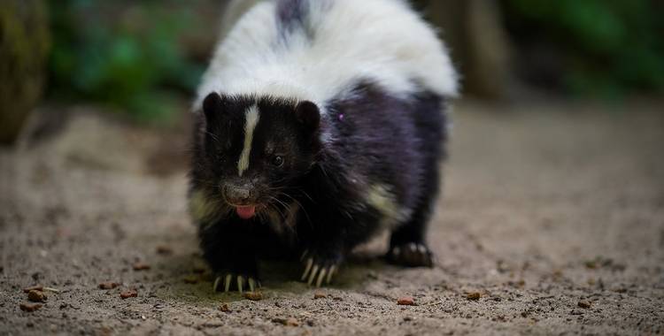 seite 49 frühstück im tiergarten bildautor tiergarten halberstadt web